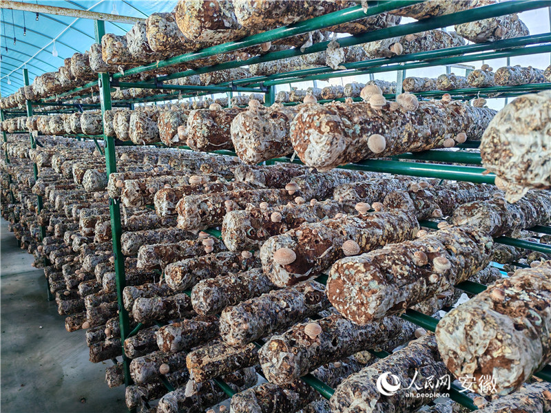 吴寨村的香菇大棚。人民网 丁纪摄