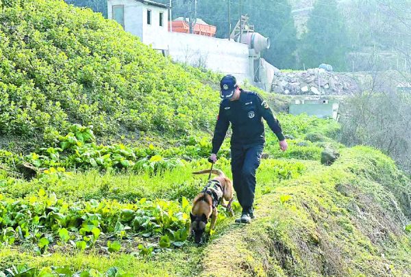 警犬“凌云”在接受日常训练（资料图）