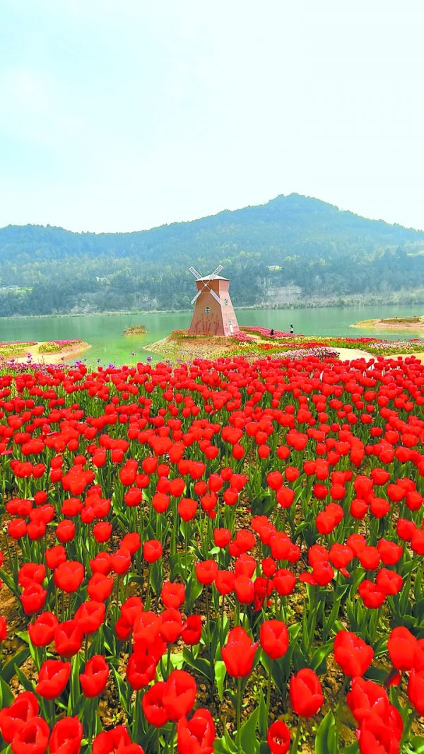 阆中水城郁金香盛开。张晓东摄