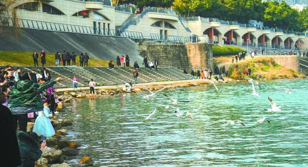 爱鸟人士在江边喂鸟。