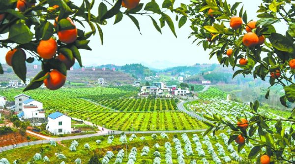 高坪区柑橘产业兴旺（资料图）。