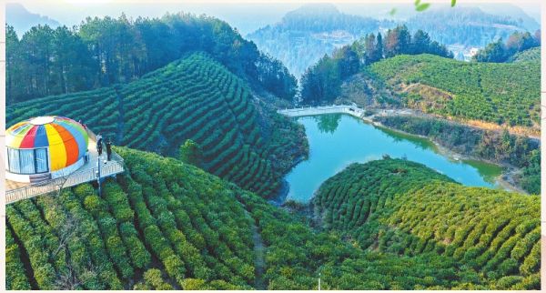 营山县鹏达农牧专业合作社茶园。