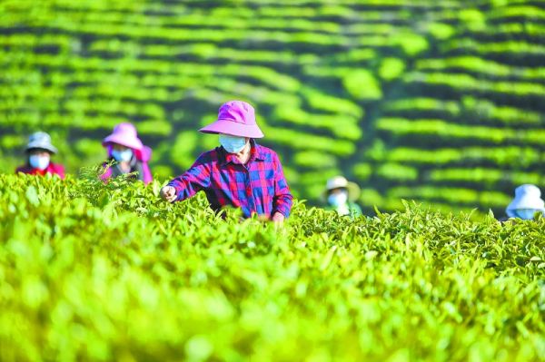 采茶工人们在茶园里采茶。