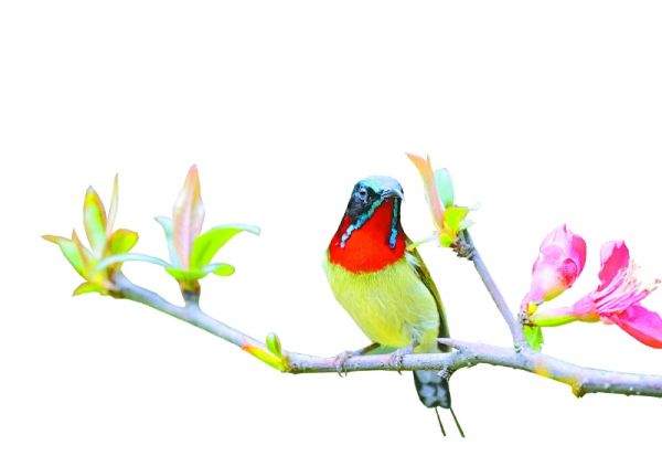 叉尾太阳鸟。金礼国摄