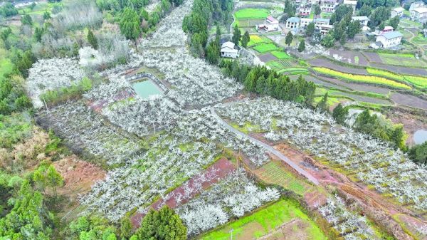 谢河镇上柏庙村,李子产业园迎来花期。夏雨婷摄