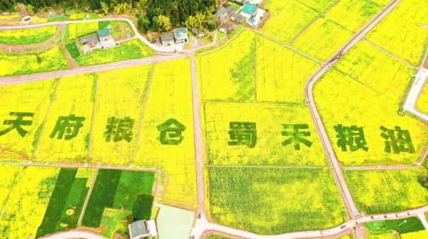 建兴镇回龙庵村粮油示范区油菜花盛开。高林阳摄