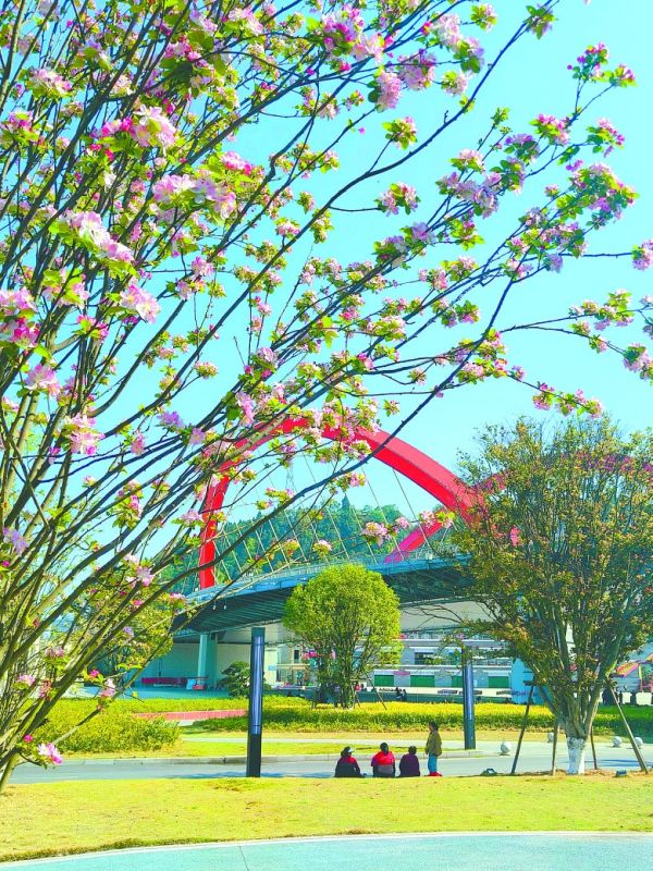 滨江公园内,海棠怒放。曾妮摄