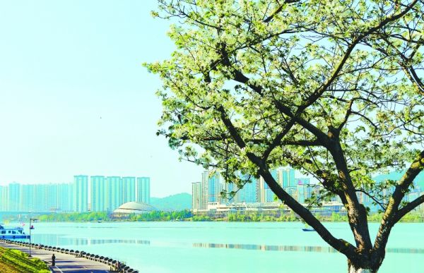 繁花与江水相映。曾妮摄