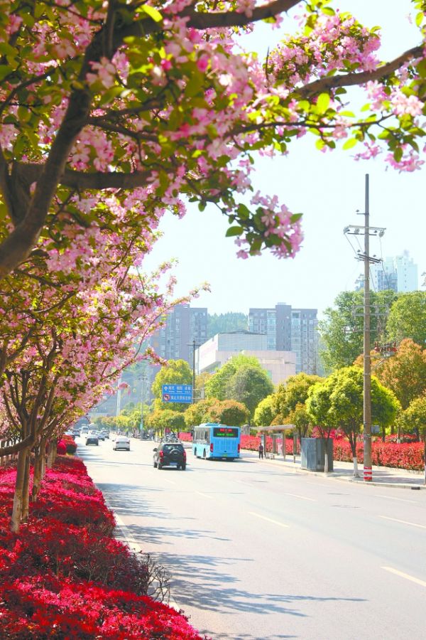 海棠盛开,扮靓市容。冯春艳摄